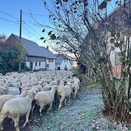 Gite De Montagne -Bellefosse Alsace エクステリア 写真