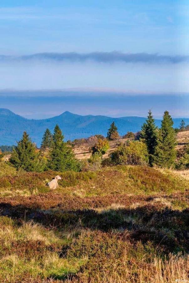 Gite De Montagne -Bellefosse Alsace エクステリア 写真