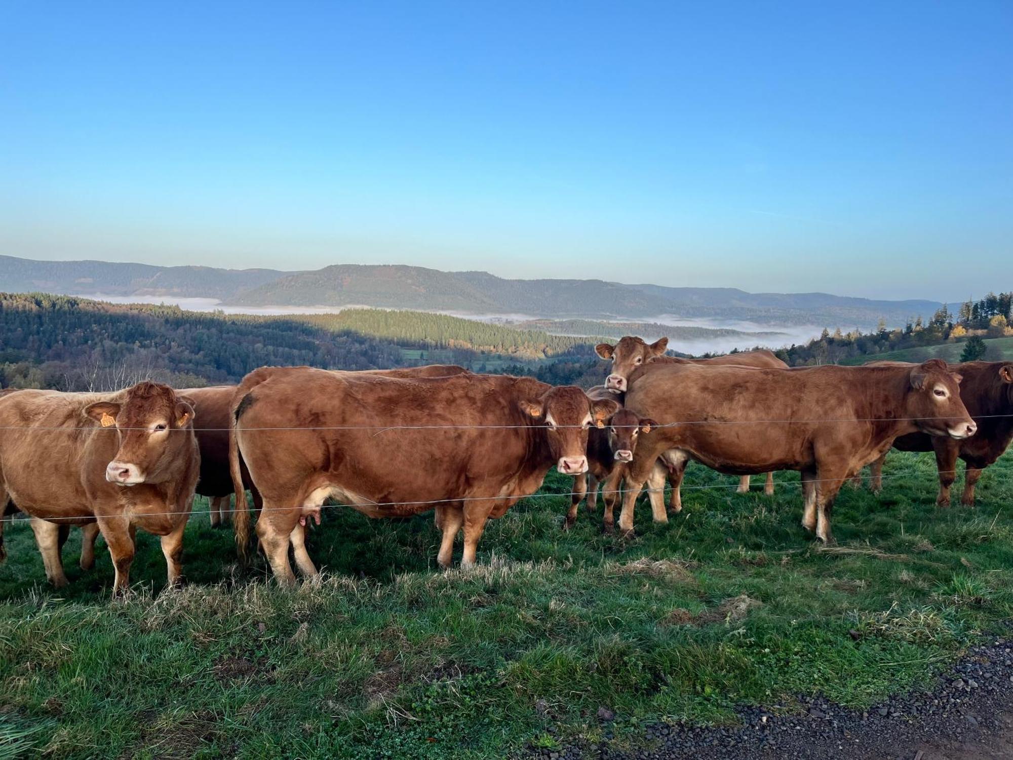 Gite De Montagne -Bellefosse Alsace エクステリア 写真