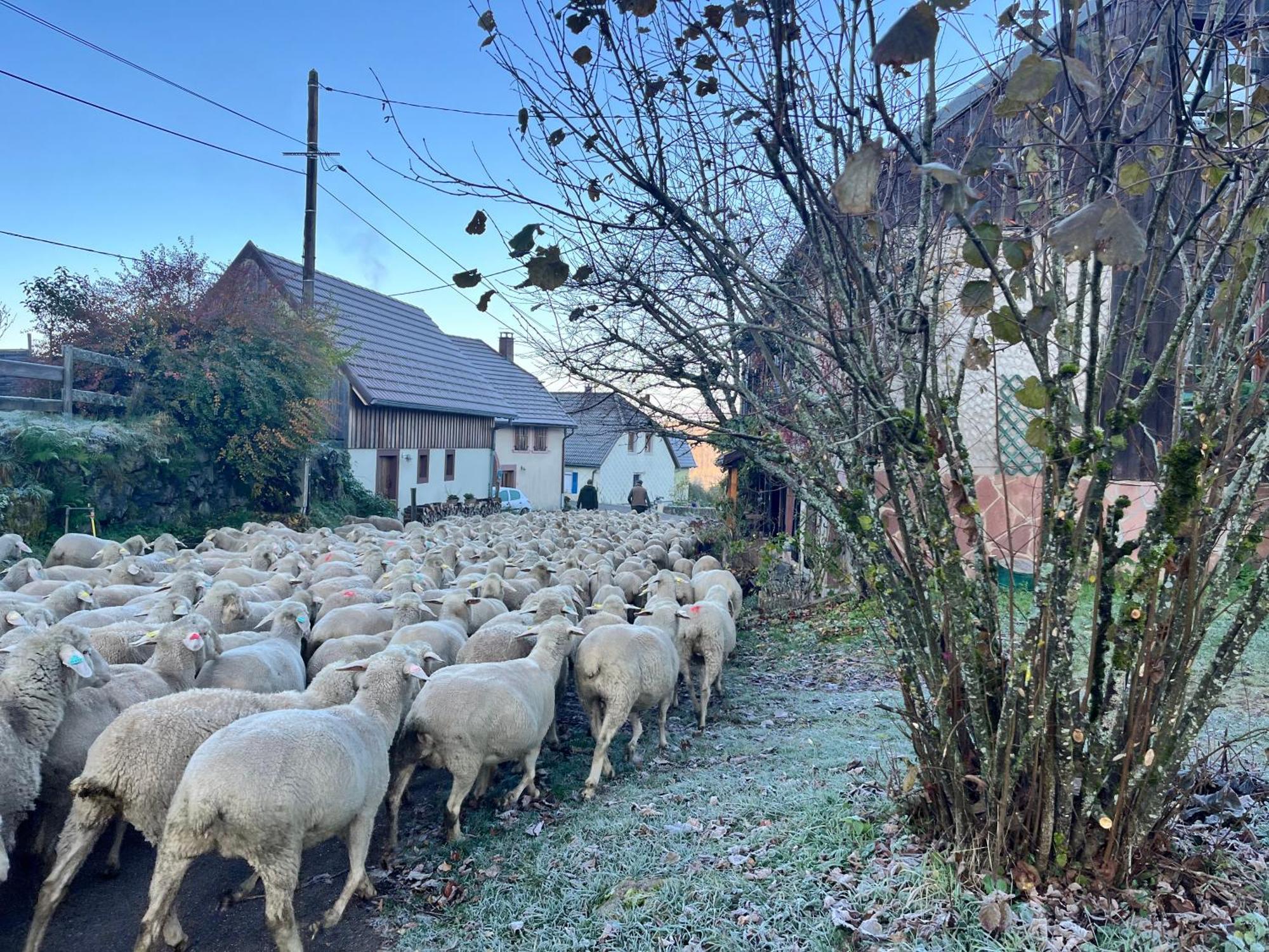 Gite De Montagne -Bellefosse Alsace エクステリア 写真